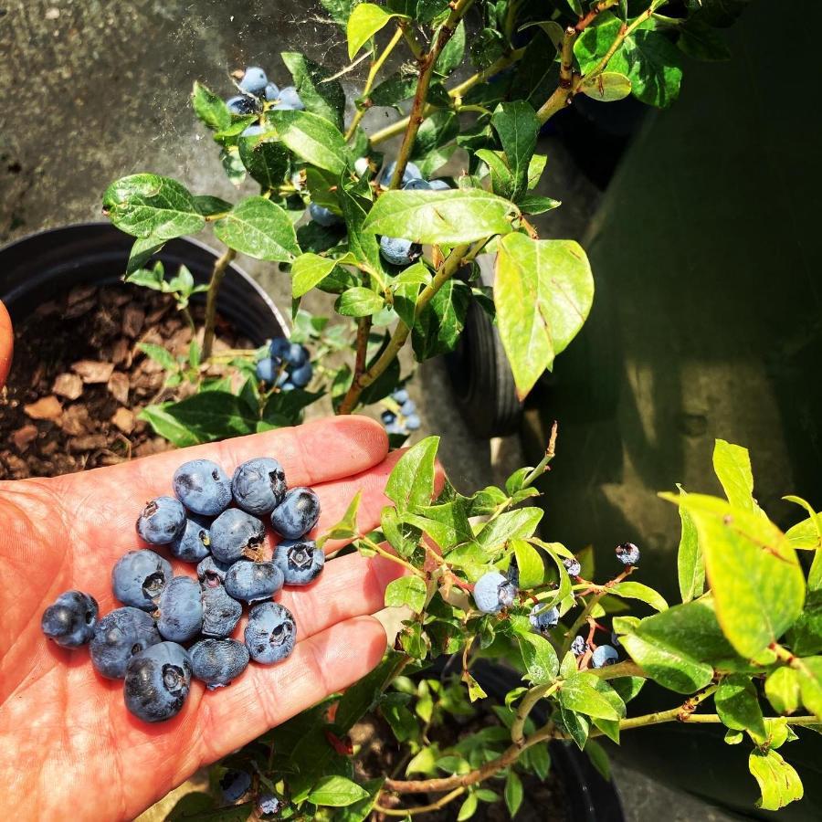 Charlie&blueberries * Belgrad